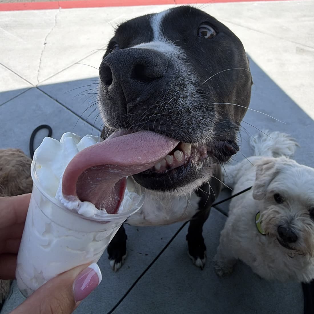 A happy pup enjoying a whipped cream cup on an outing