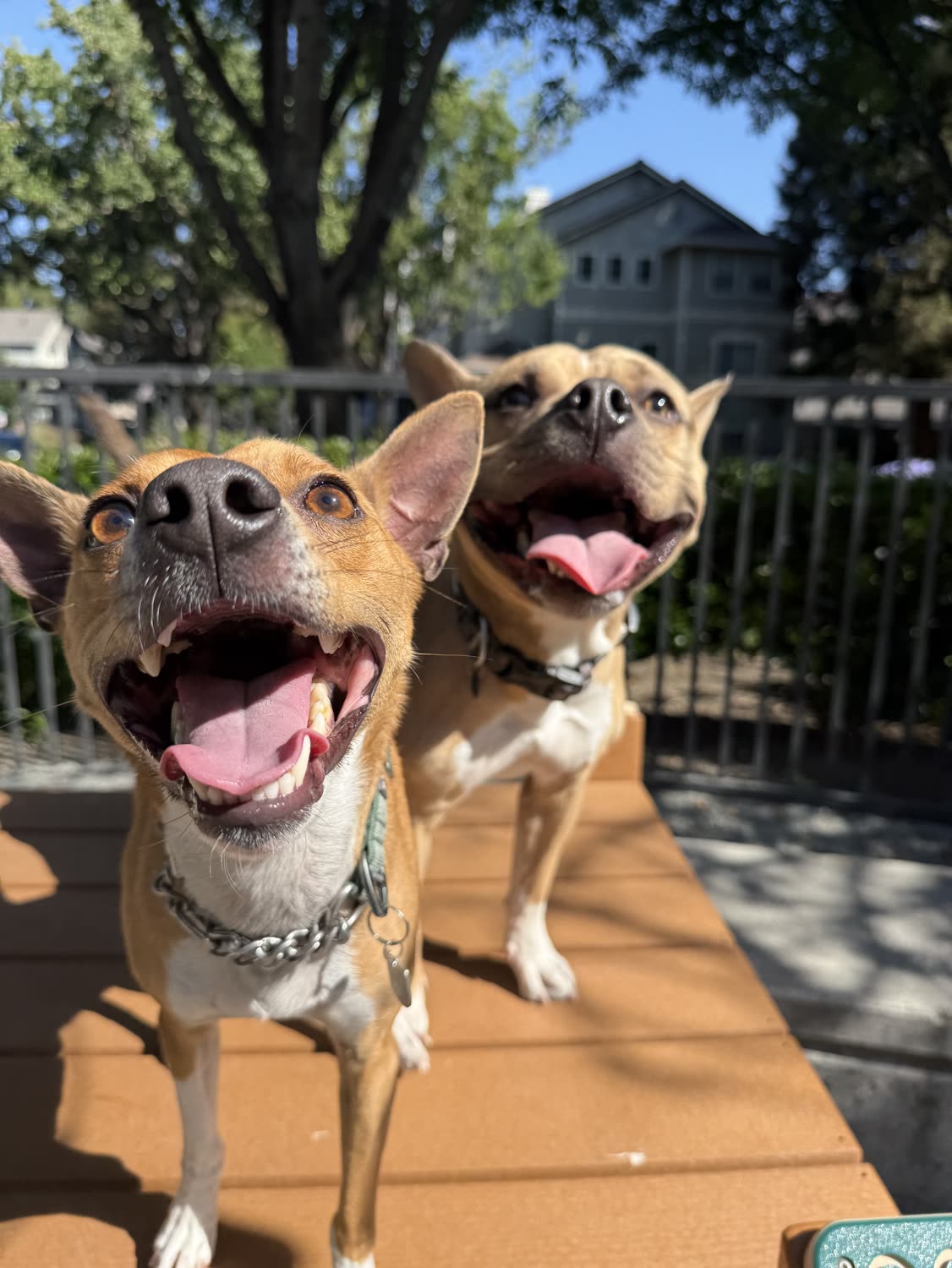 Two happy dogs on an adventure day