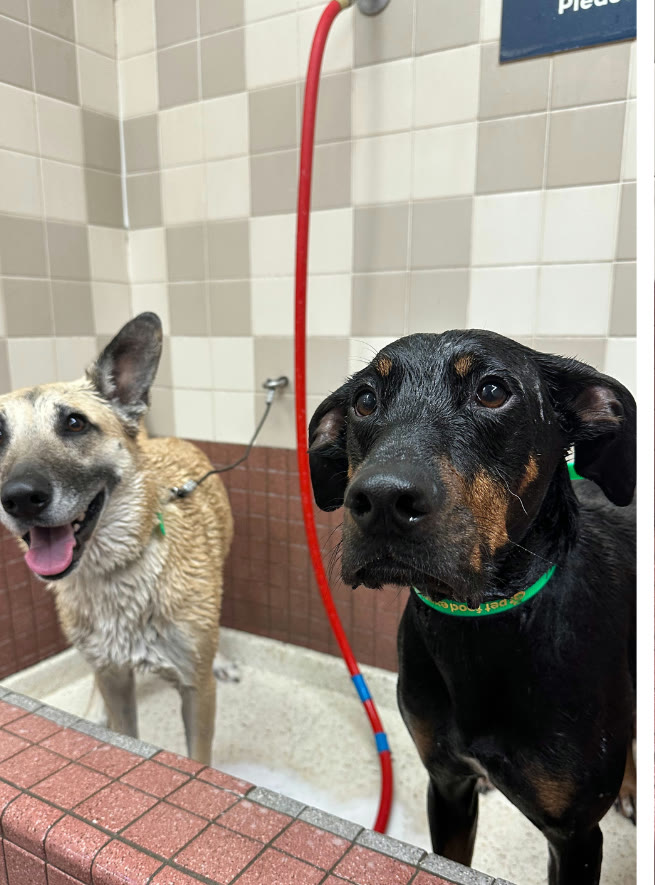 Two happy dogs at the dog wash station