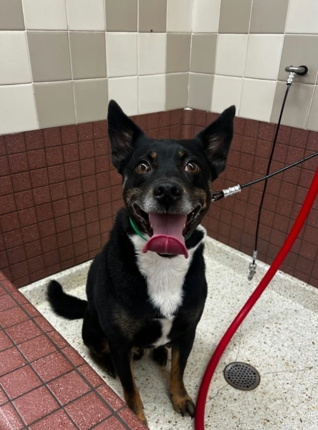 A smiling dog in the wash station