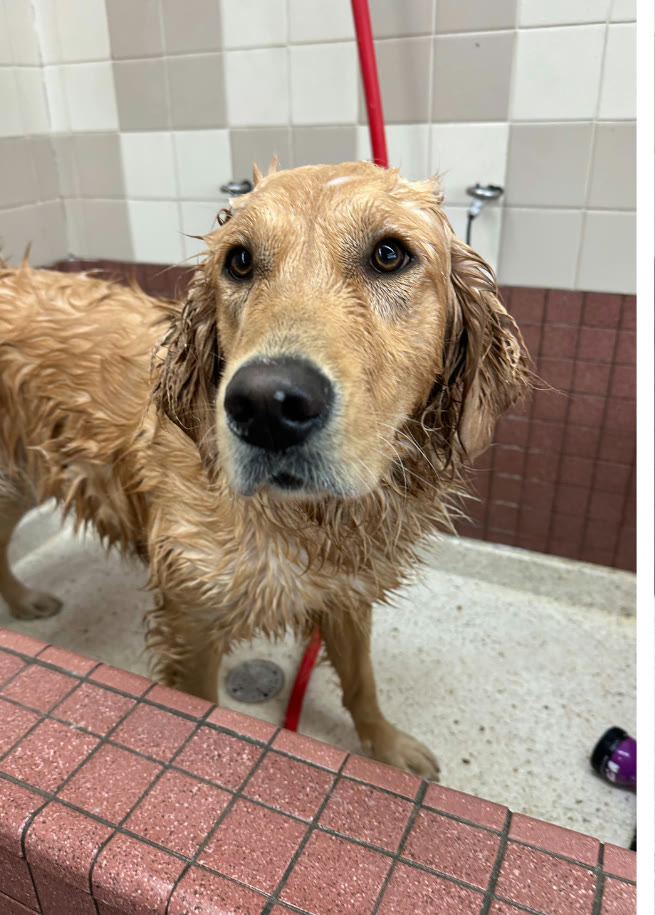 A golden retriever getting sudsed up
