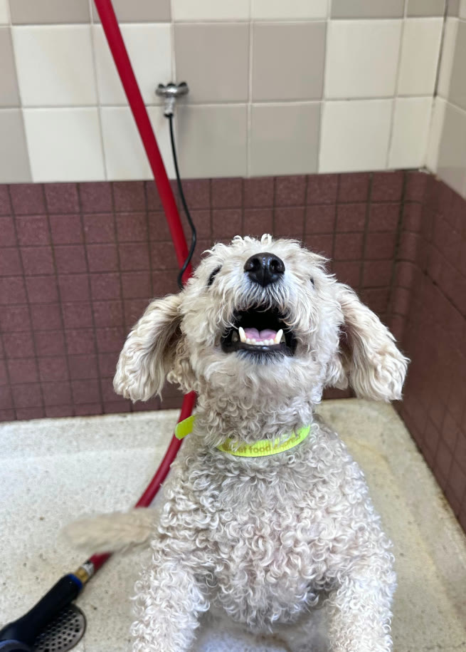 A freshly washed doodle looking fluffy