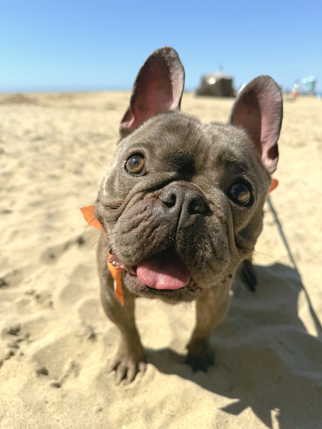 A French bulldog enjoying a beach day
