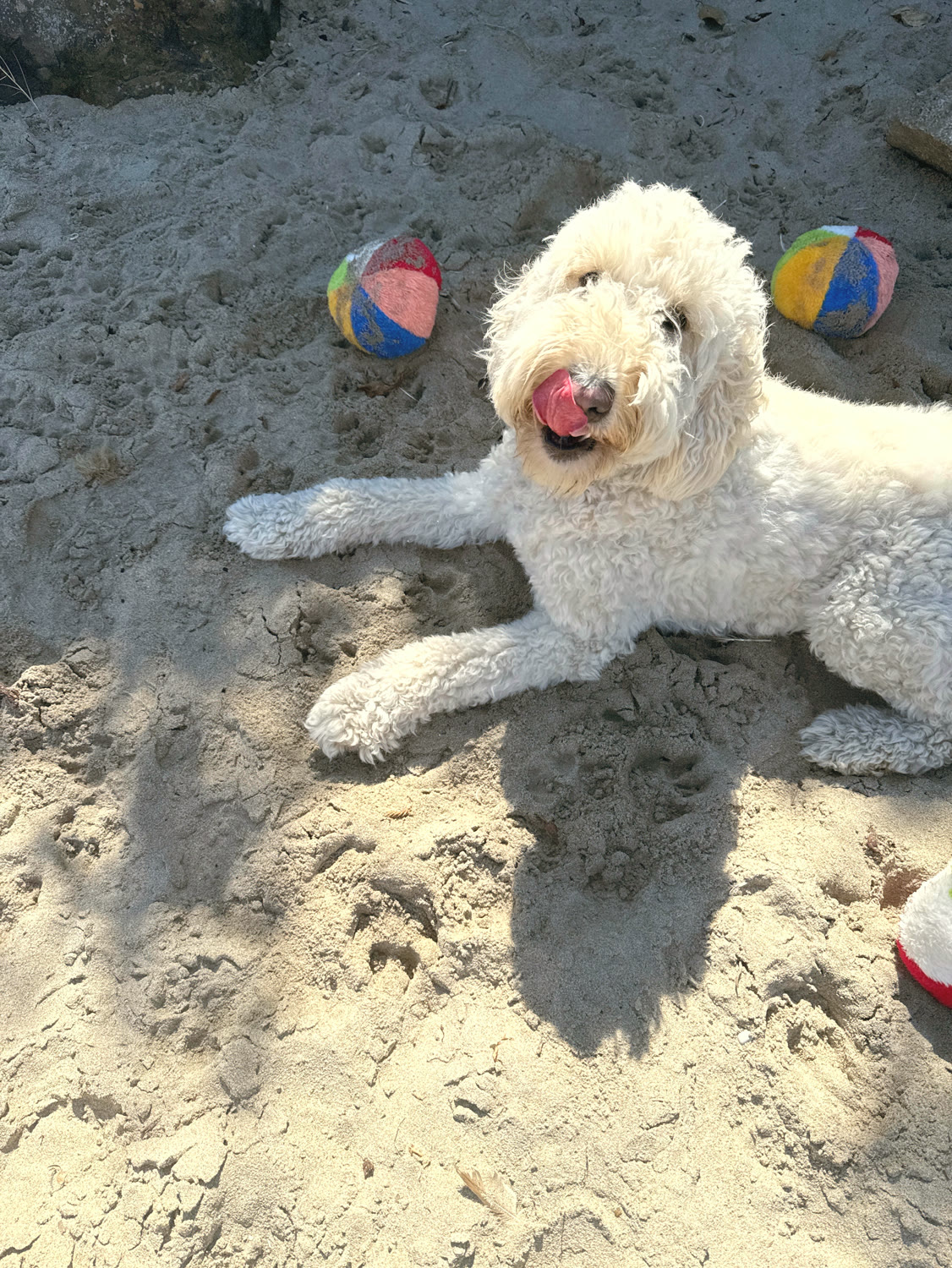 A happy doodle licking its chops in the sand