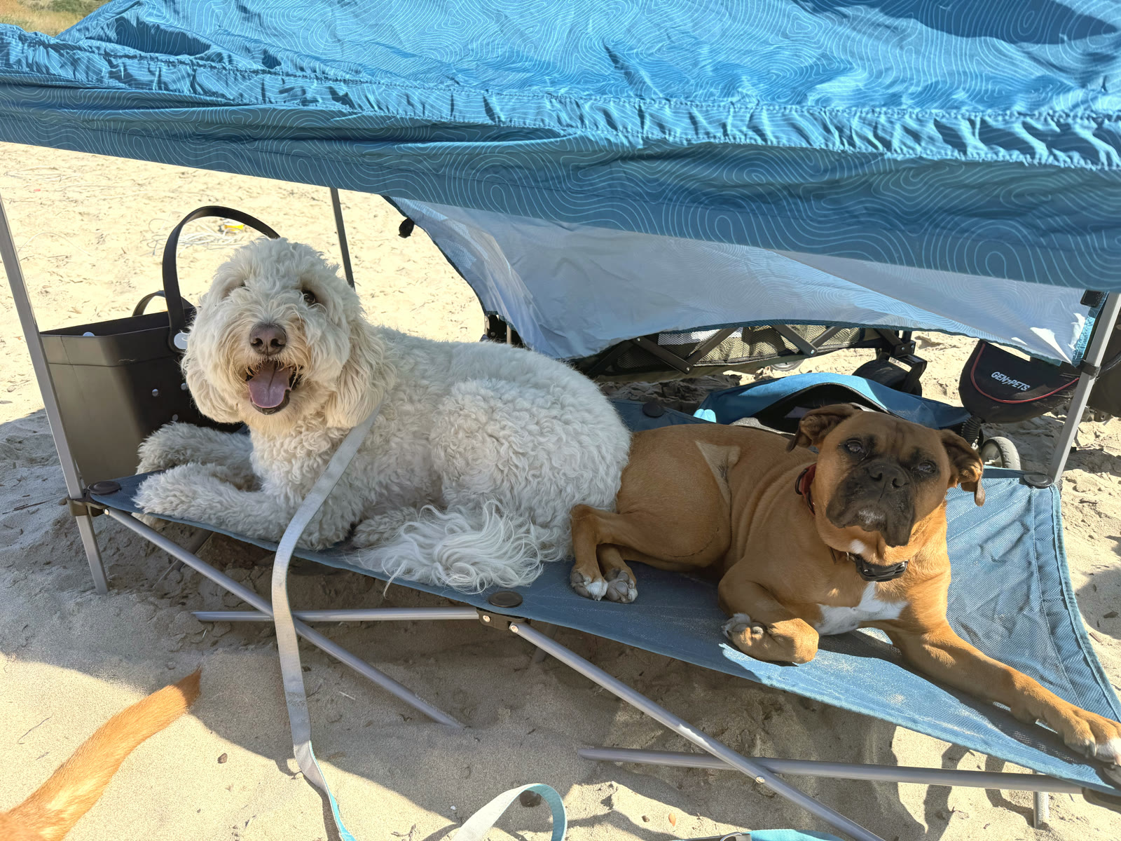 A doodle and a boxer relaxing under the beach shade