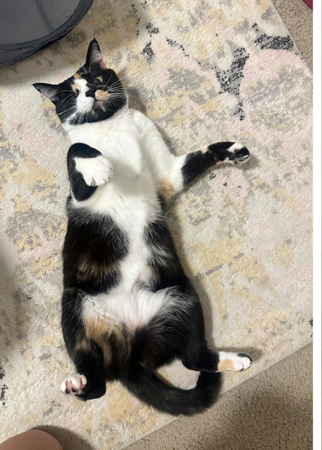 A calico cat rolling on the rug