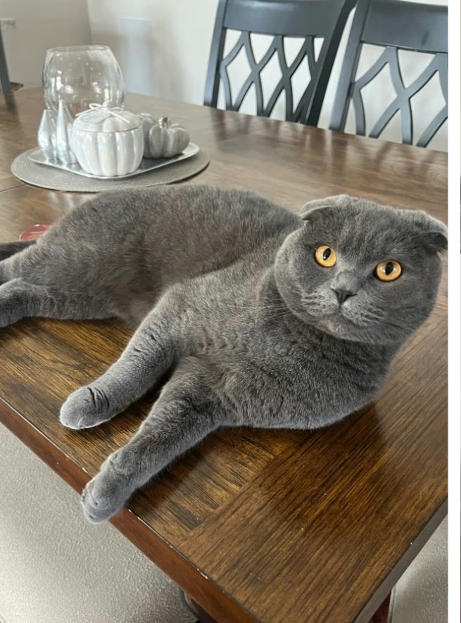 A grey Scottish Fold cat relaxing on the table