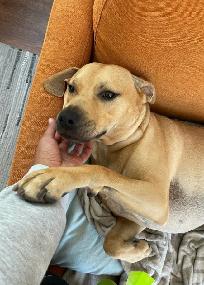A dog getting cuddles on the couch during a drop-in visit