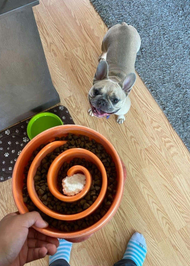 A French bulldog at its food bowl on a visit
