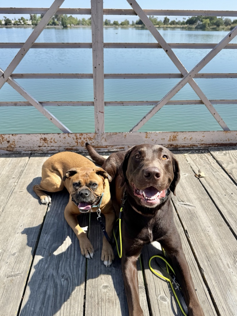 Two dogs relaxing by the water on a walk