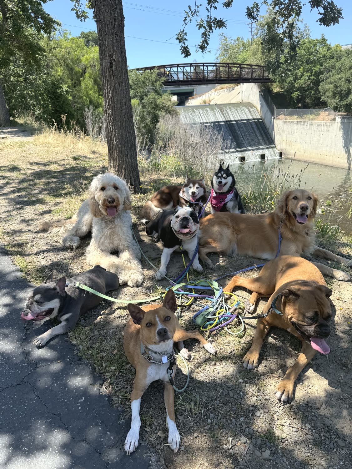 The whole pack relaxing together on a trail walk
