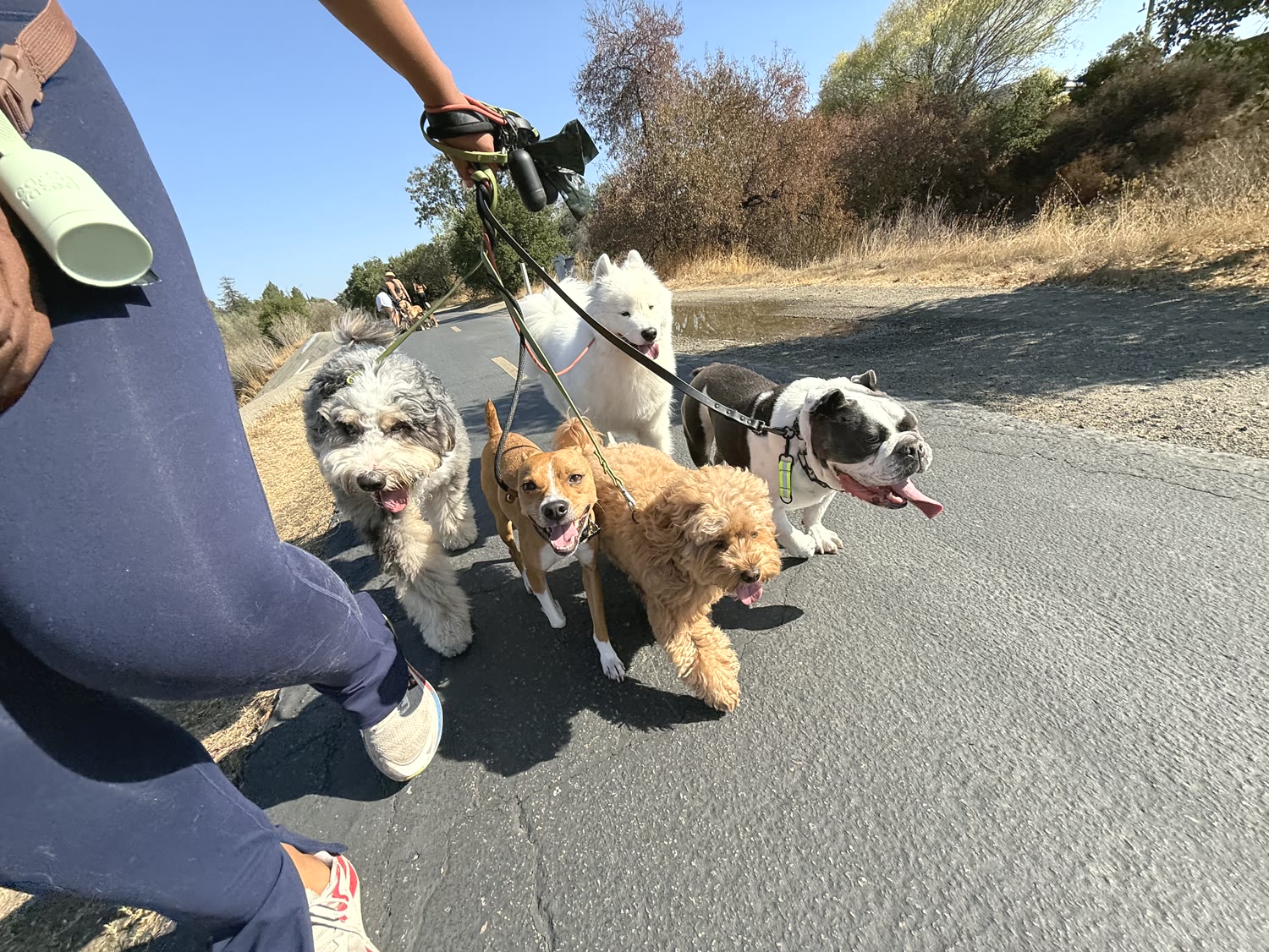 The whole pack out walking together